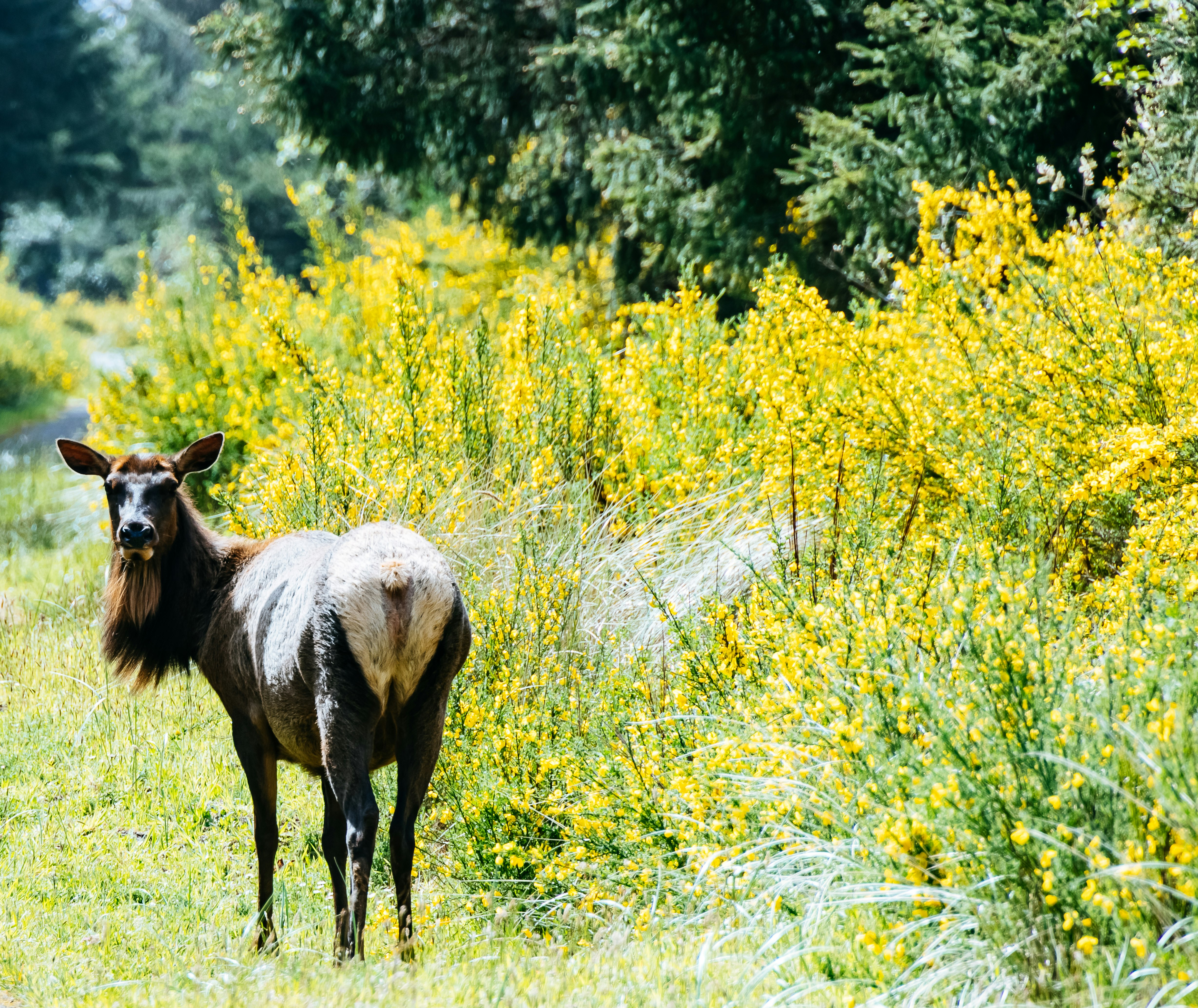 brown and white horse on yellow flower field during daytime